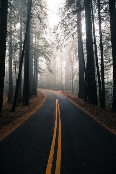 树木环绕的灰黄色道路